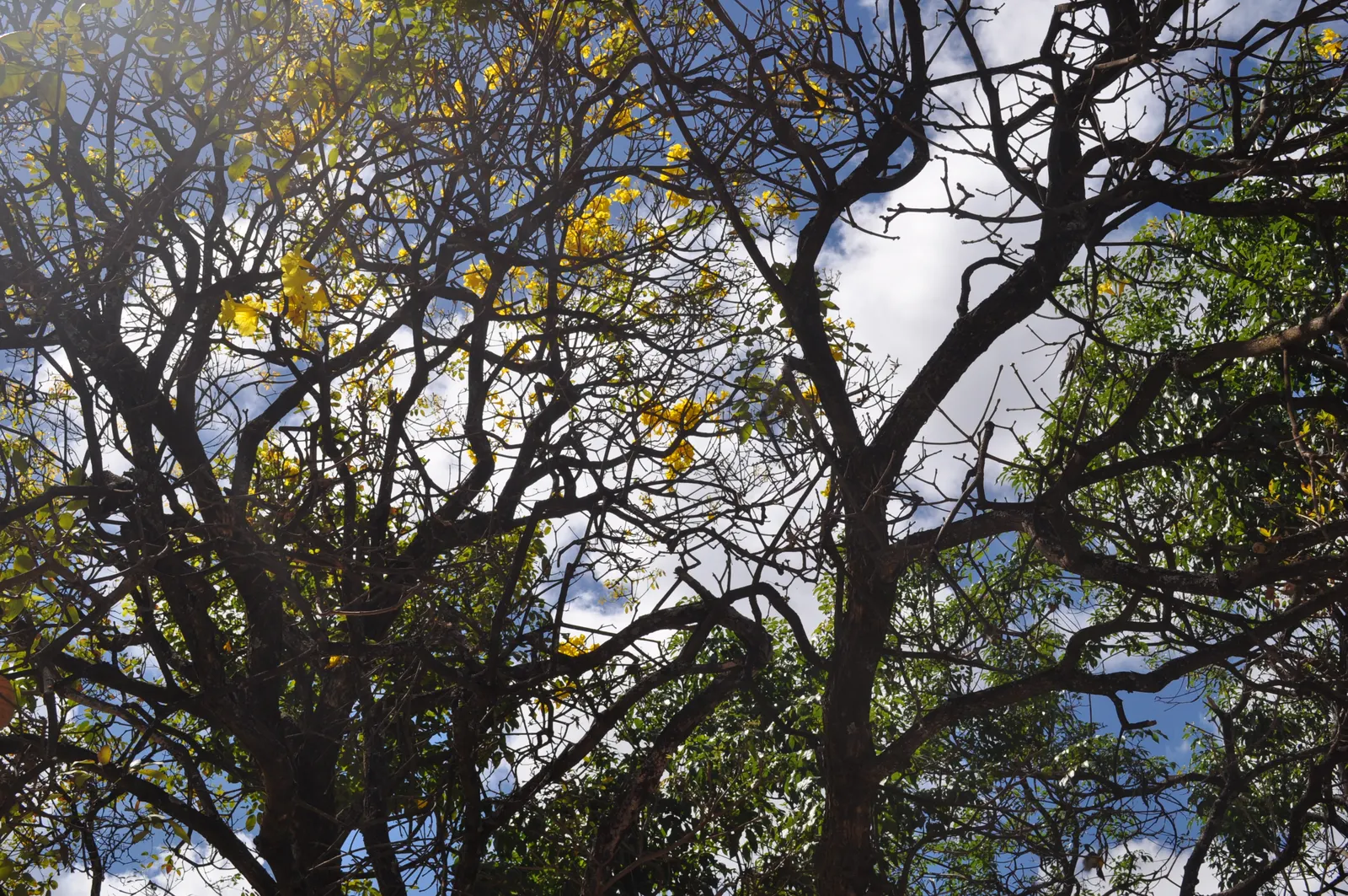 Golden Trumpet Tree (Tabebuia Chrysotricha) — measuring about 2 to 3 inches; the tree's distinctive furrowed bark and palmately-compound, image 81