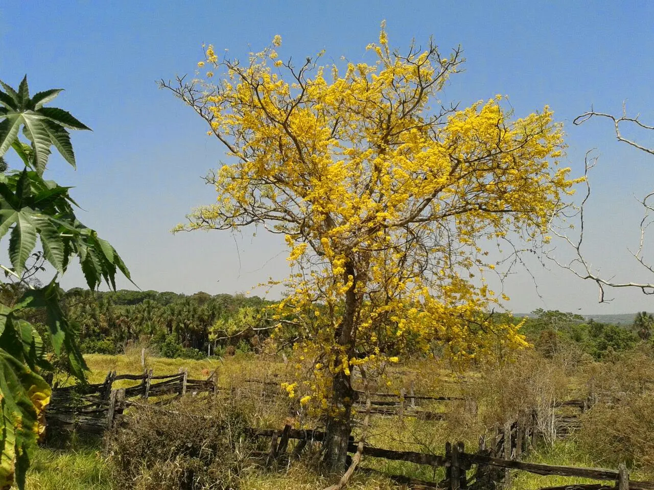 Golden Trumpet Tree (Tabebuia Chrysotricha) — this ornamental gem flourishes in USDA hardiness zones 9 through 11; the Golden Trumpet Tree (Tabebuia