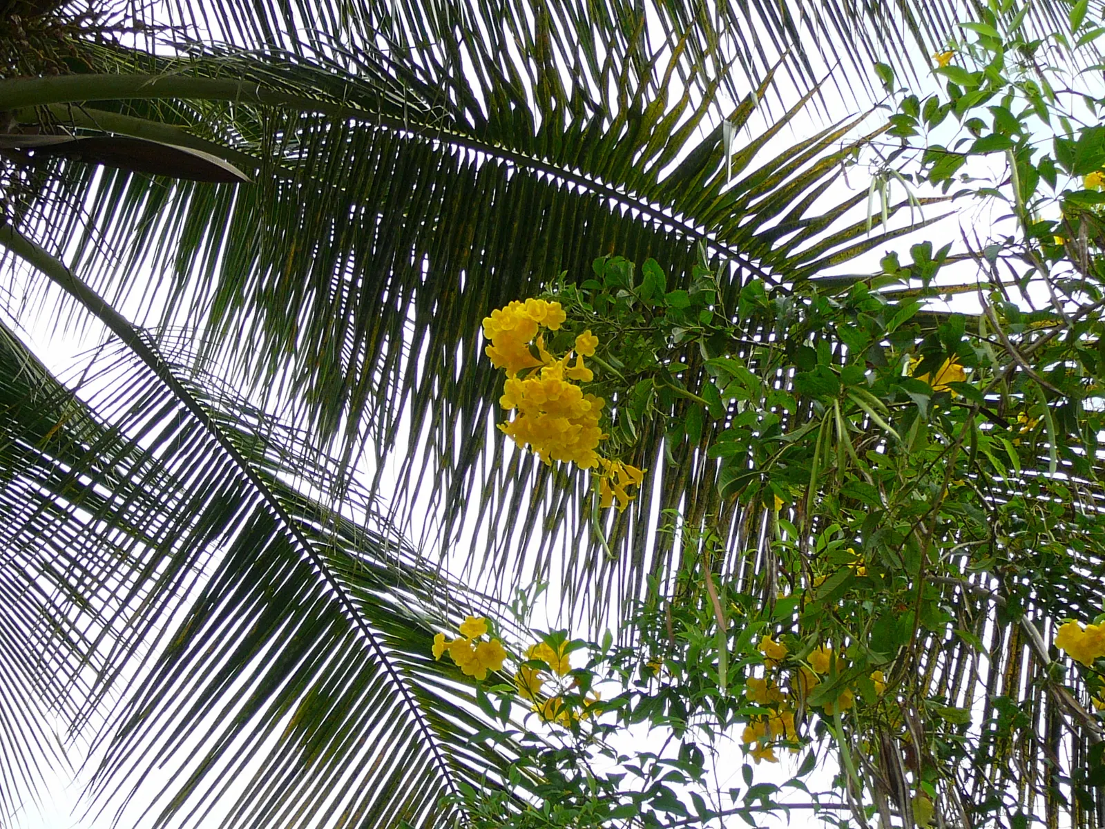 Golden Trumpet Tree (Tabebuia Chrysotricha) — The tree's distinctive furrowed bark and palmately-compound; offers minimal shade due to its open, image 80