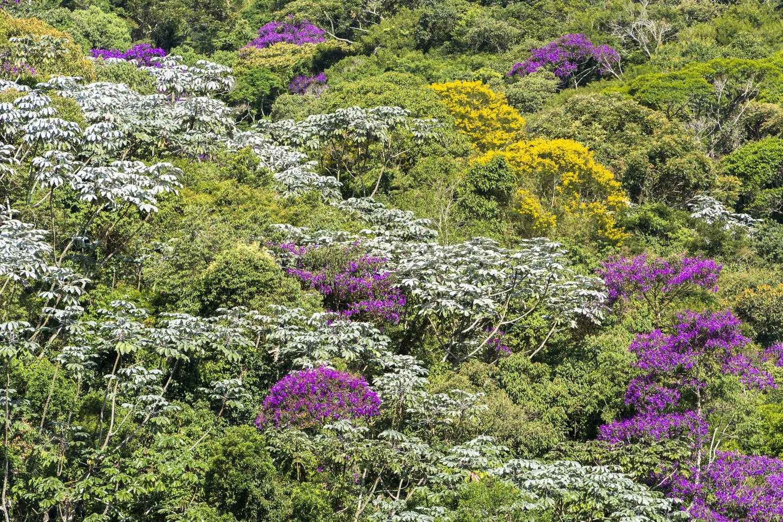 Golden Trumpet Tree (Tabebuia Chrysotricha) — The tree's distinctive furrowed bark and palmately-compound; offers minimal shade due to its open branching