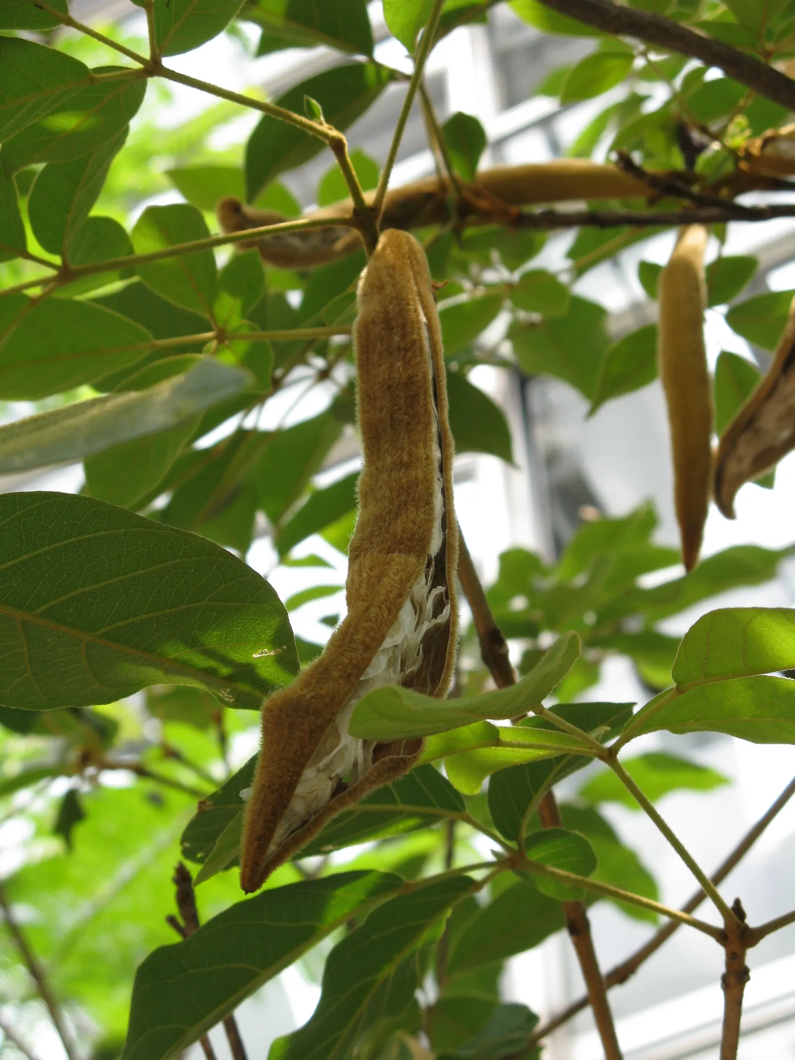 Golden Trumpet Tree (Tabebuia Chrysotricha) — ideally performed after the flowering season; yellow flowers in the garden, image 85