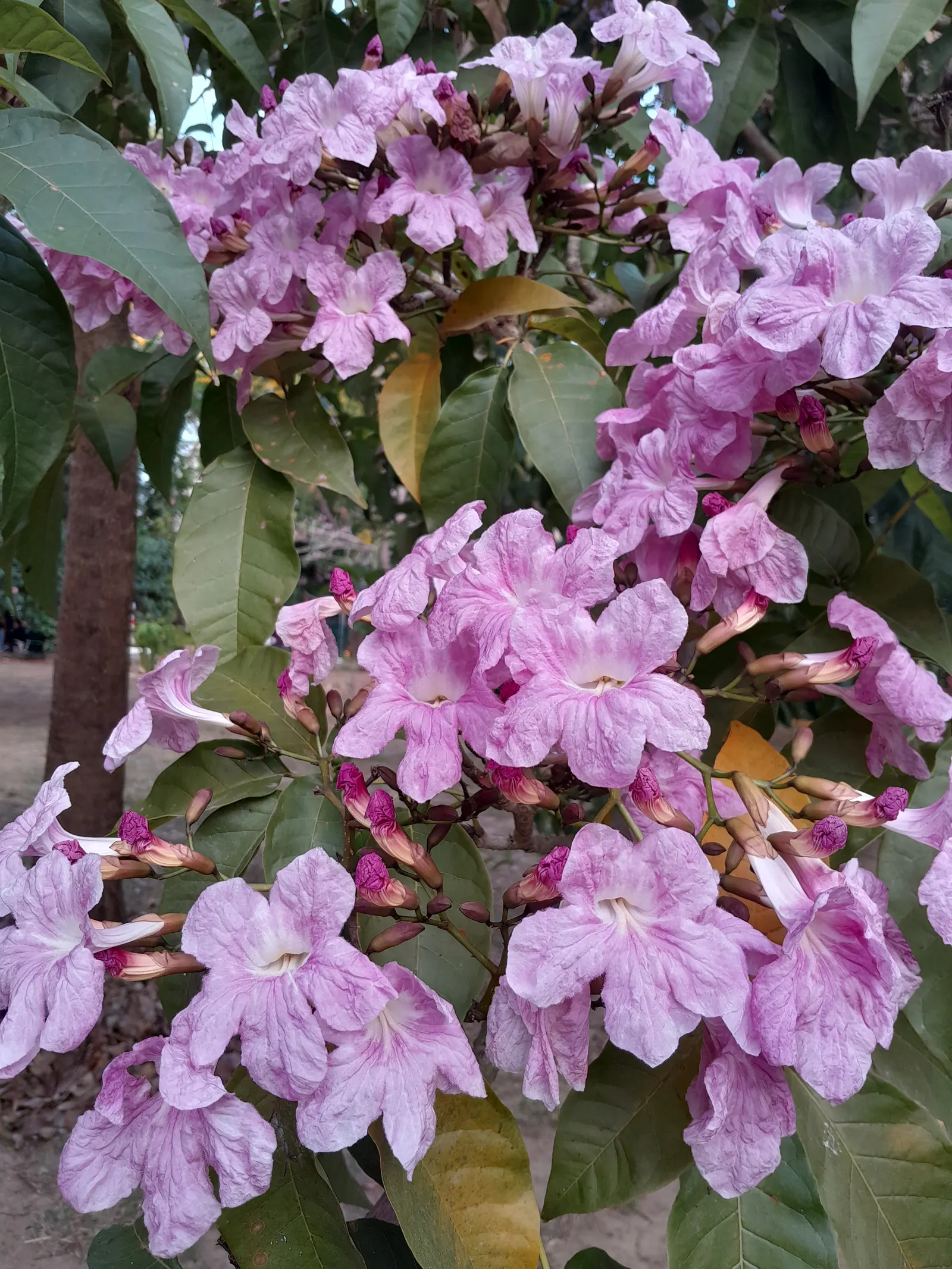 Golden Trumpet Tree (Tabebuia Chrysotricha) — provided it's moderately fertile; tree for full or half