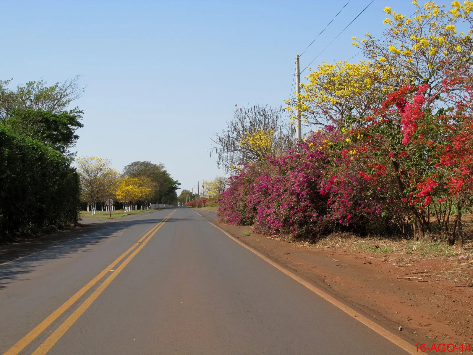 Golden Trumpet Tree (Tabebuia Chrysotricha) — scientifically known as Tabebuia chrysotricha; deciduous tree coveted for its vibrant floral display, image 74