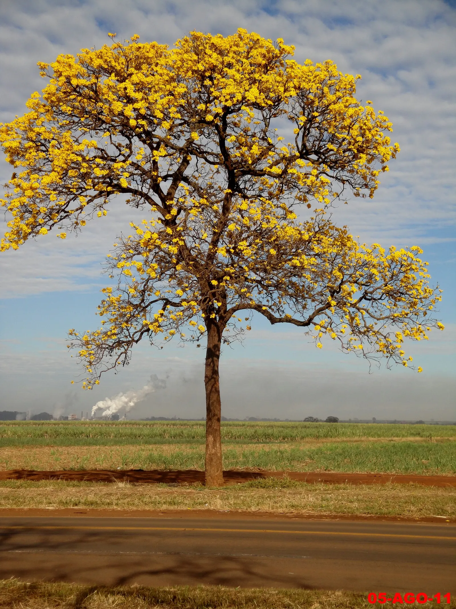Golden Trumpet Tree (Tabebuia Chrysotricha) — Pruning may be required to shape the tree and remove any dead or crossing branches; provided it's moderately