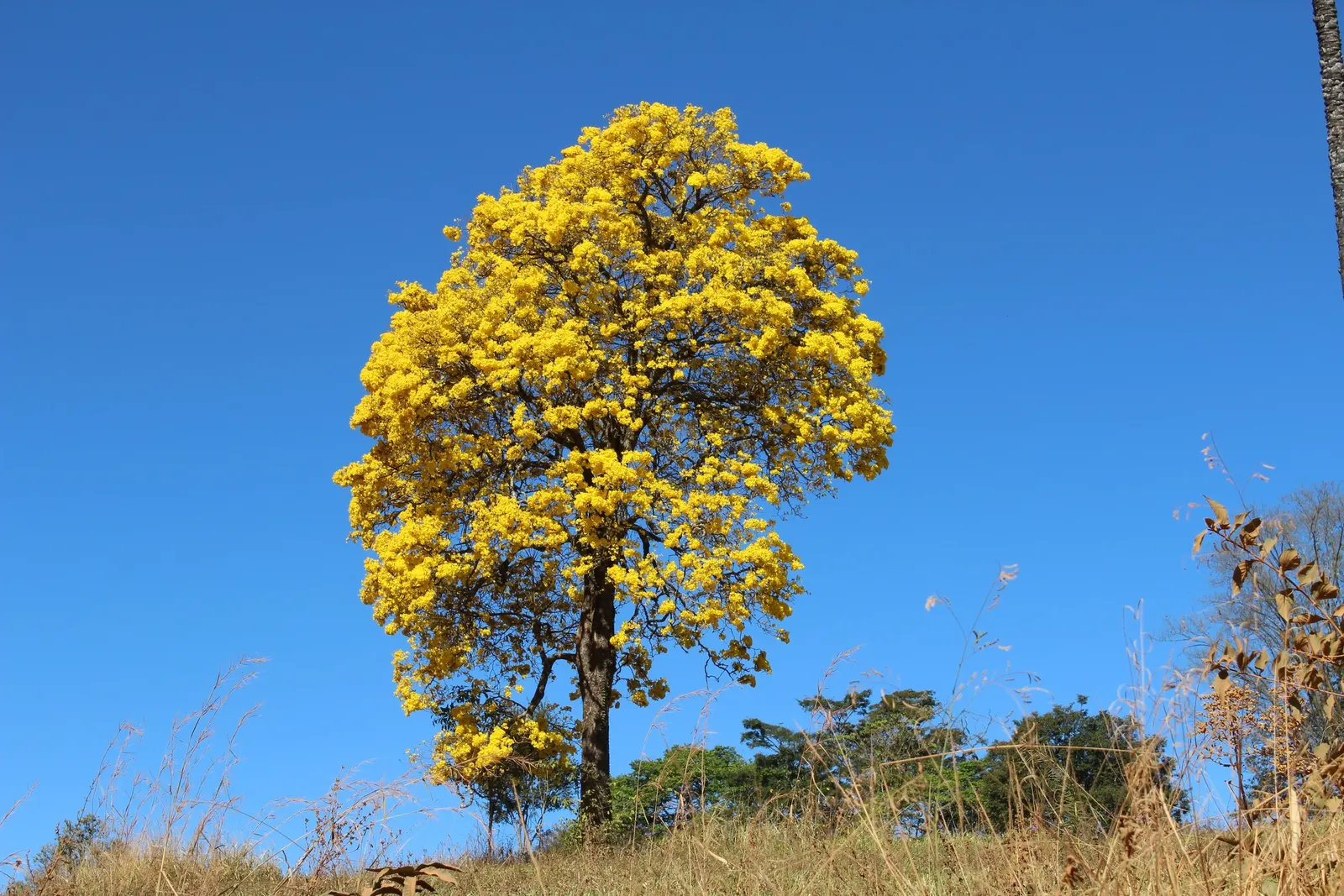 Golden Trumpet Tree (Tabebuia Chrysotricha) — Renowned for its vibrant yellow blooms in early spring; pruning may be required to shape the tree and remove any