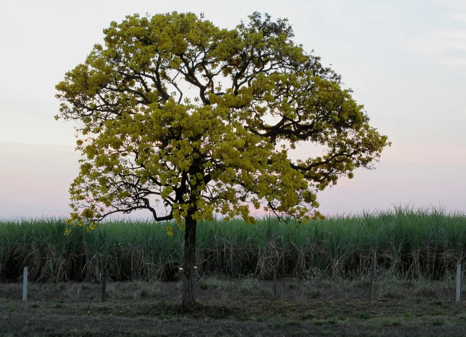 Golden Trumpet Tree (Tabebuia Chrysotricha) — reaching a mature height of 20 to 25 feet with a canopy spread of around 15 to 25 feet; scientifically known as