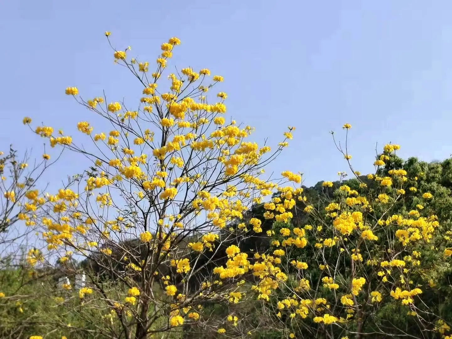 Golden Trumpet Tree (Tabebuia Chrysotricha) — clusters densely on the branches