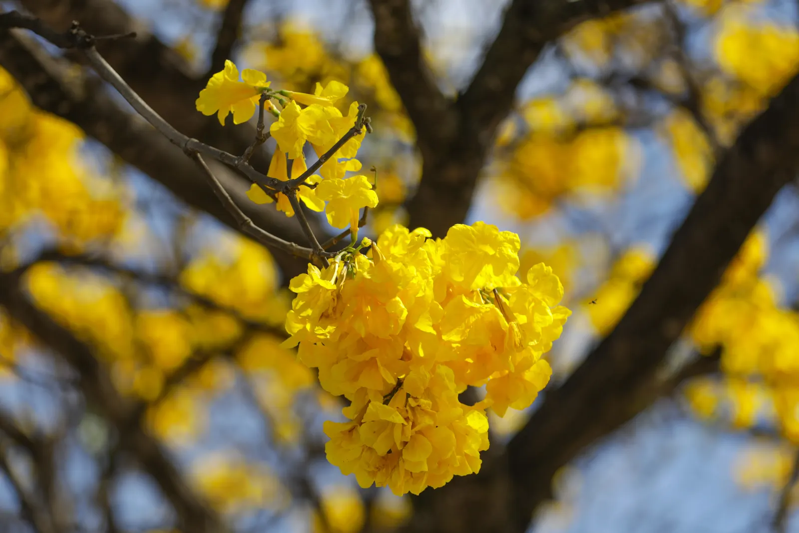Golden Trumpet Tree (Tabebuia Chrysotricha) — Pruning may be required to shape the tree and remove any dead or crossing branches; provided it's, image 84