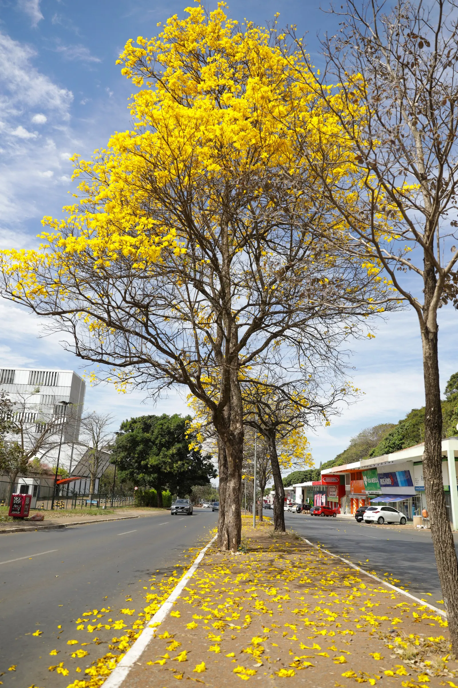Golden Trumpet Tree (Tabebuia Chrysotricha) — Prefers well-drained soil and is drought-tolerant once established