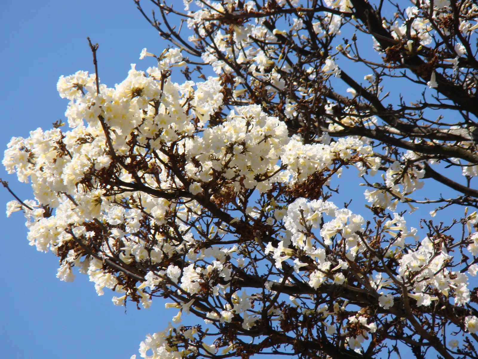 Golden Trumpet Tree (Tabebuia Chrysotricha) — The Golden Trumpet Tree (Tabebuia chrysotricha) is a striking; it features a moderate canopy spread, image 67
