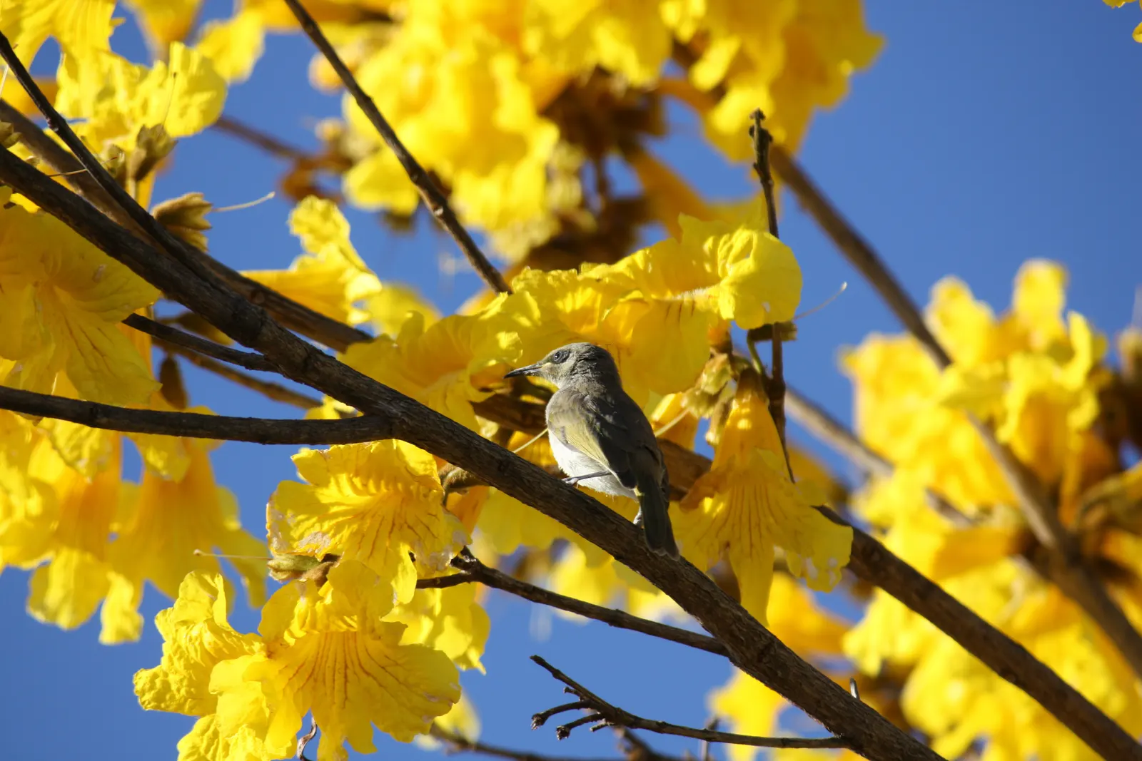 Golden Trumpet Tree (Tabebuia Chrysotricha) — fast-growing deciduous tree that reaches heights of 20-25 feet; reaching a mature height of 20 to 25, image 46