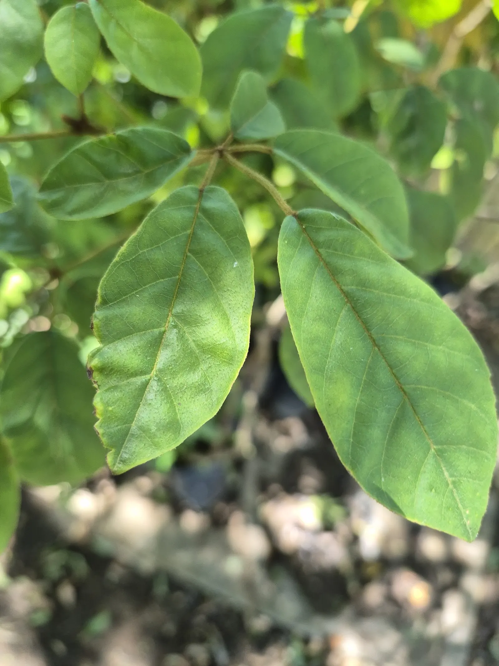 Golden Trumpet Tree (Tabebuia Chrysotricha) — tree for full or half; ideally performed after the flowering season
