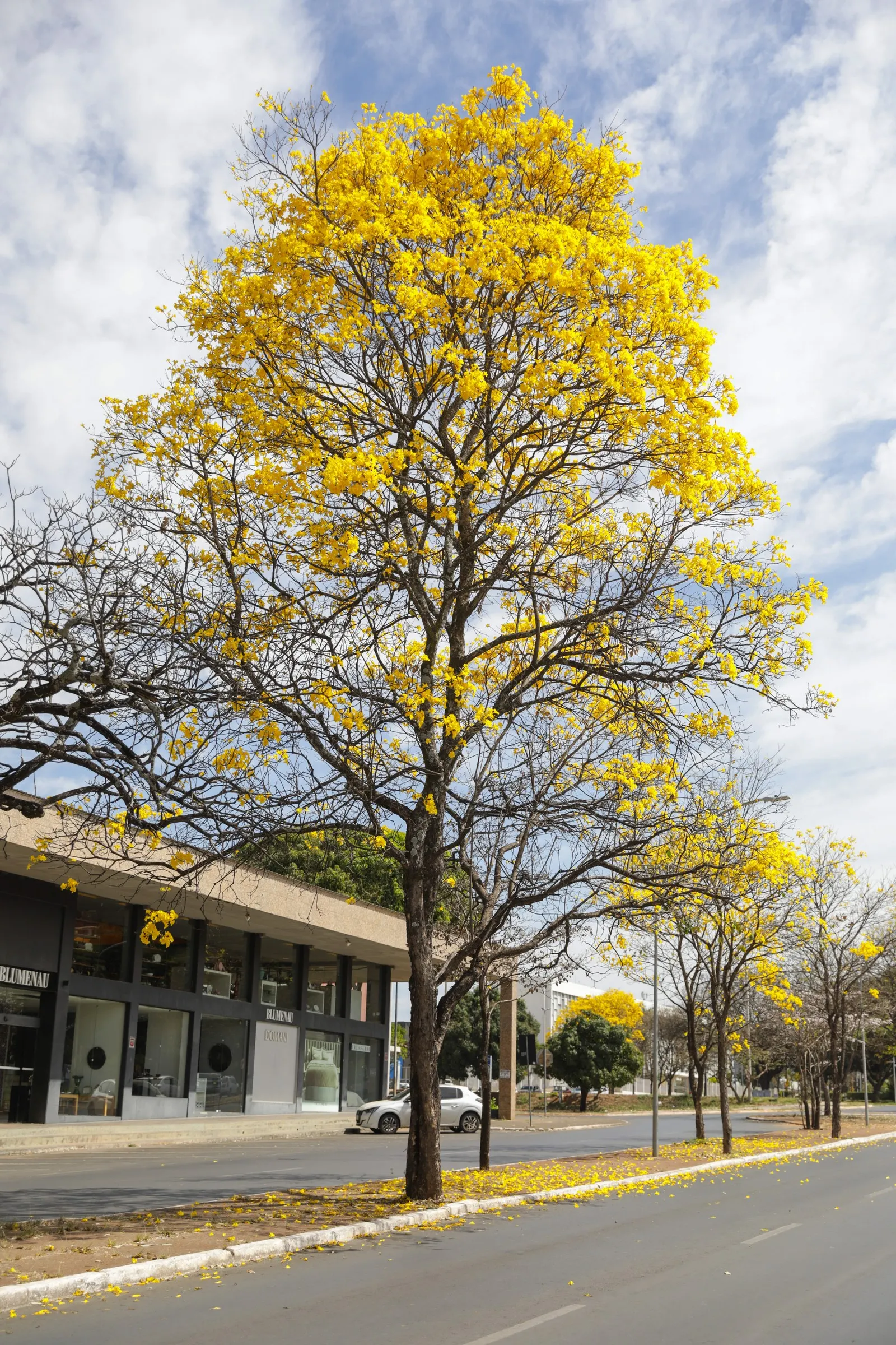 Golden Trumpet Tree (Tabebuia Chrysotricha) — this ornamental gem flourishes in USDA hardiness zones 9 through 11