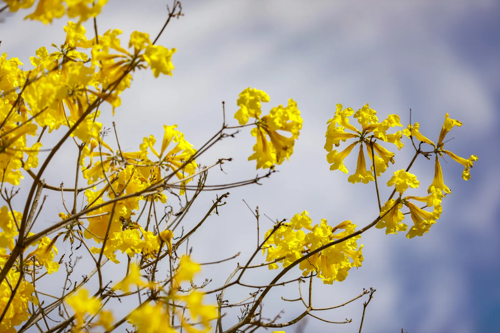 Golden Trumpet Tree (Tabebuia Chrysotricha) — slow-release fertilizer annually in spring to promote healthy growth; prefers well-drained soil and is, image 83