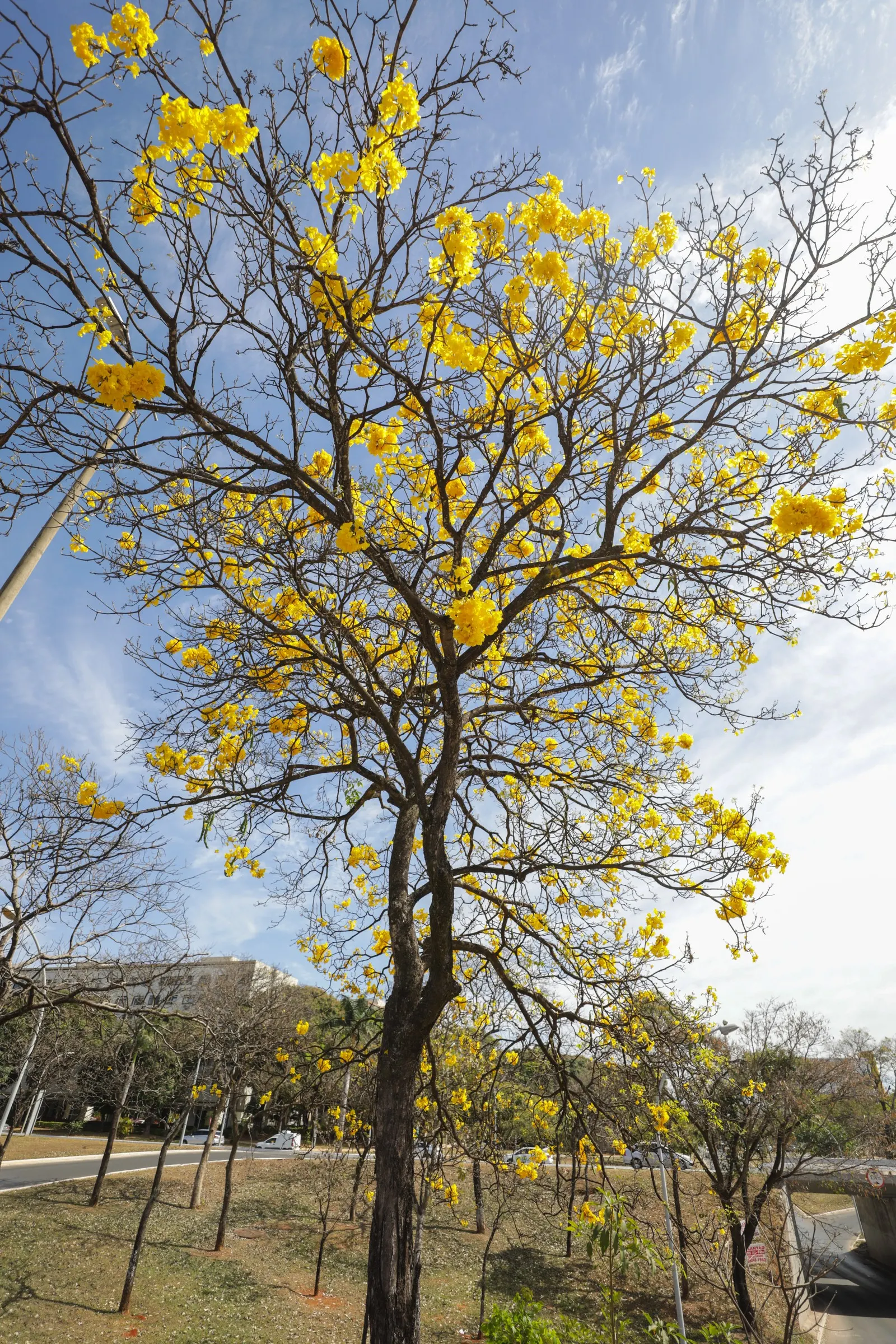 Golden Trumpet Tree (Tabebuia Chrysotricha) — Offers minimal shade due to its open branching, adding year-round interest with its furrowed bark, image 73