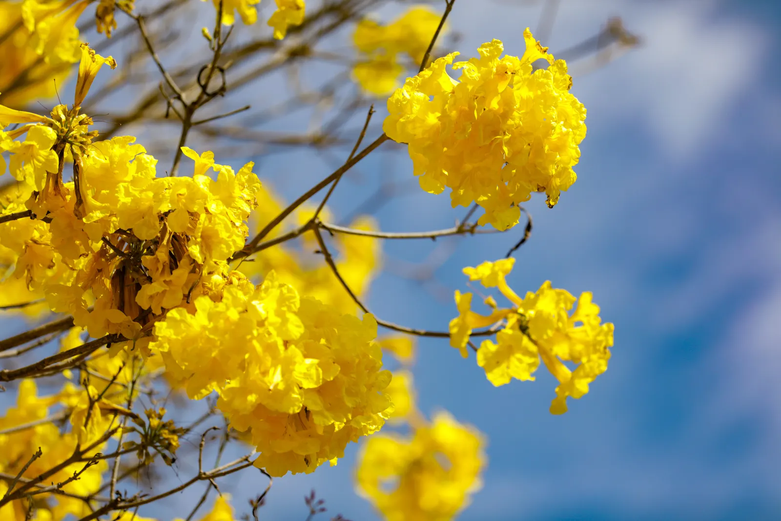 Golden Trumpet Tree (Tabebuia Chrysotricha) — Prefers well-drained soil and is drought-tolerant once established; slow-release fertilizer annually, image 72