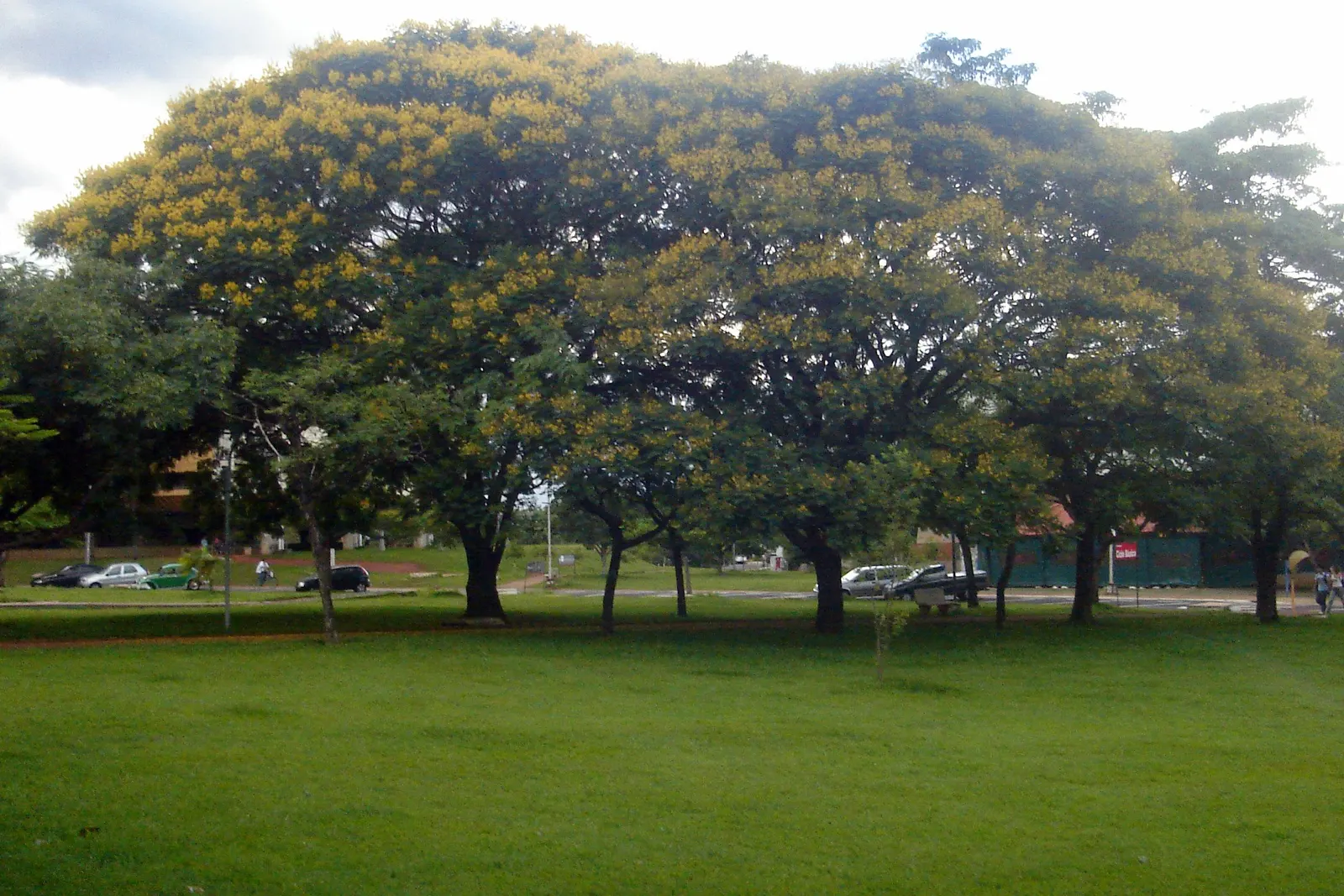 Golden Trumpet Tree (Tabebuia Chrysotricha) — fast-growing deciduous tree that reaches heights of 20-25 feet; reaching a mature height of 20 to 25, image 68