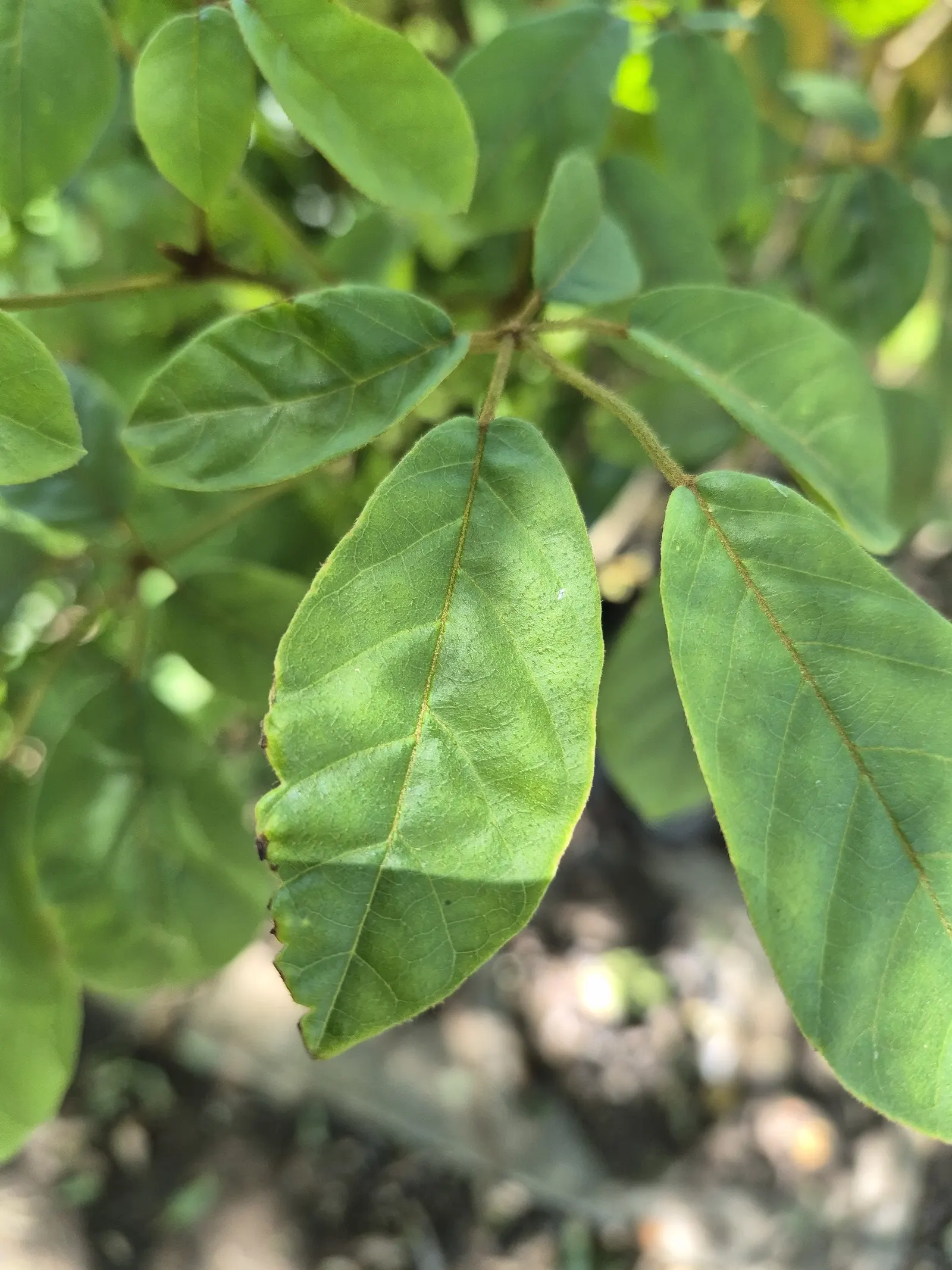 Golden Trumpet Tree (Tabebuia Chrysotricha) — The Golden Trumpet Tree (Tabebuia chrysotricha) is a striking; it features a moderate canopy spread, image 45
