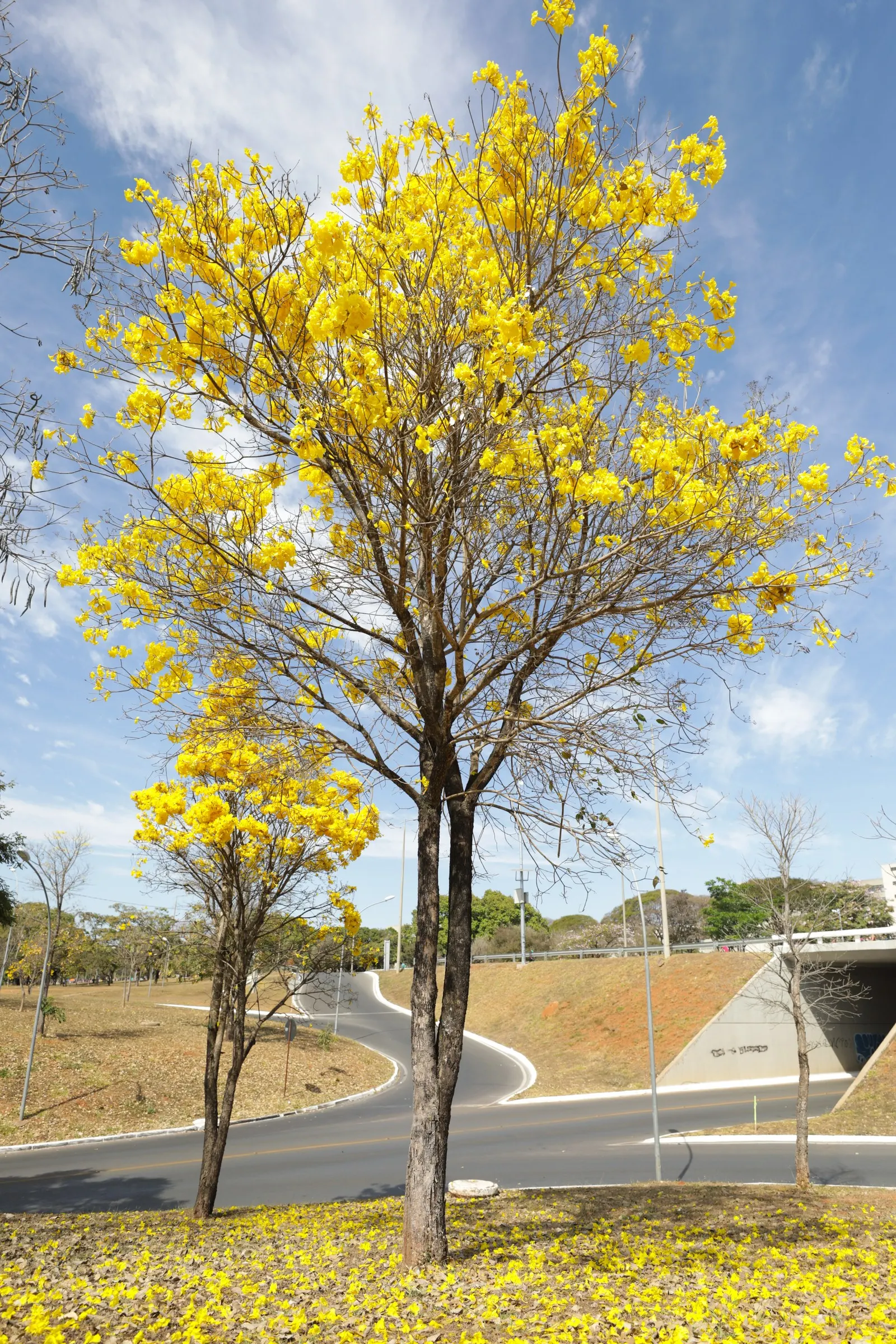 Golden Trumpet Tree (Tabebuia Chrysotricha) — scientifically known as Tabebuia chrysotricha