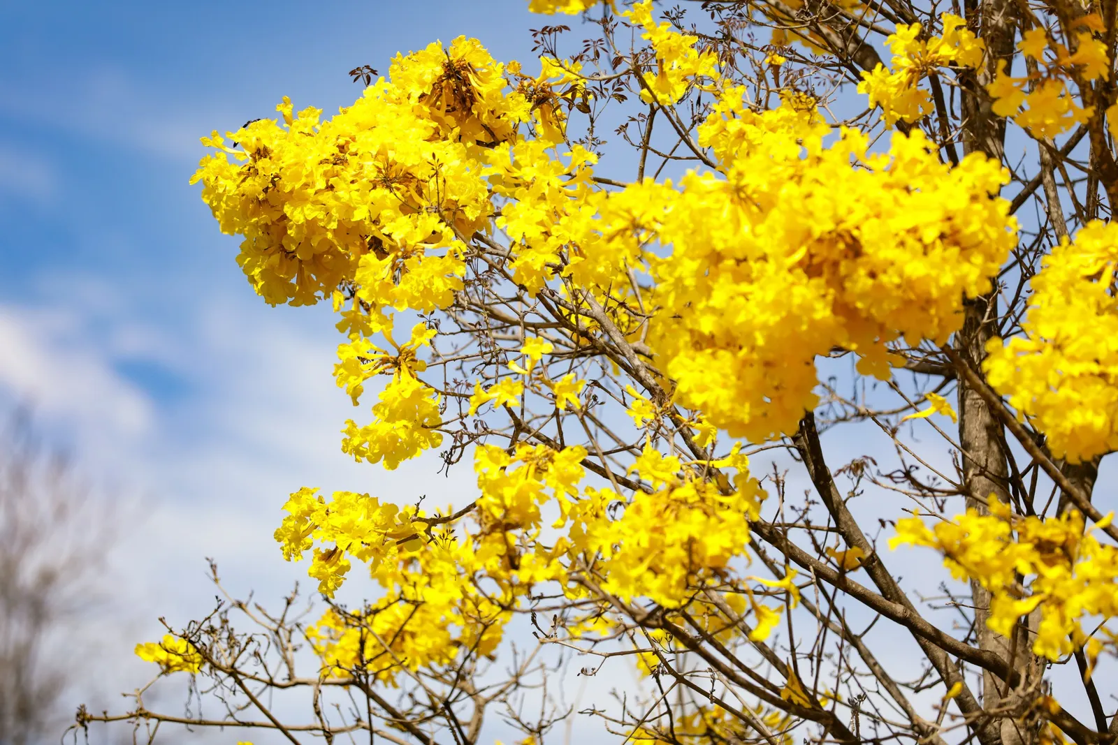 Golden Trumpet Tree (Tabebuia Chrysotricha) — Renowned for its vibrant yellow blooms in early spring; pruning may be required to shape the tree and, image 69
