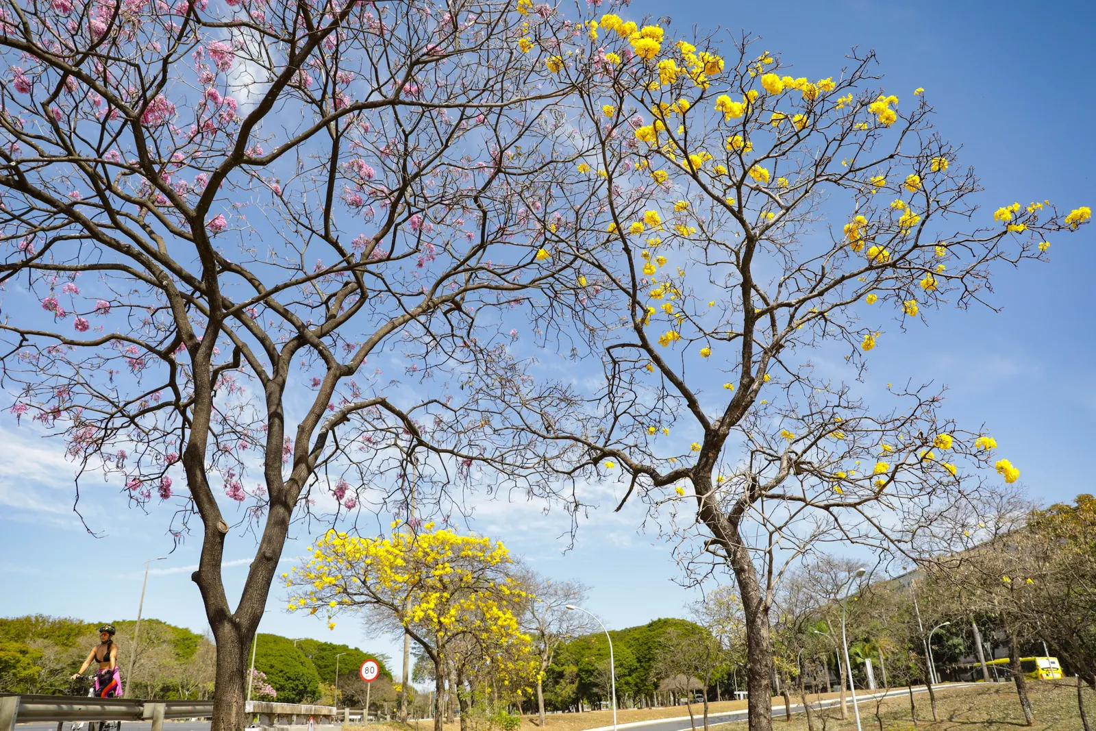 Golden Trumpet Tree (Tabebuia Chrysotricha) — deciduous tree coveted for its vibrant floral display