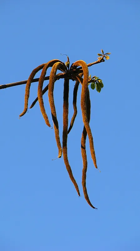 Golden Trumpet Tree (Tabebuia Chrysotricha) — tree for full or half; ideally performed after the flowering season, image 66
