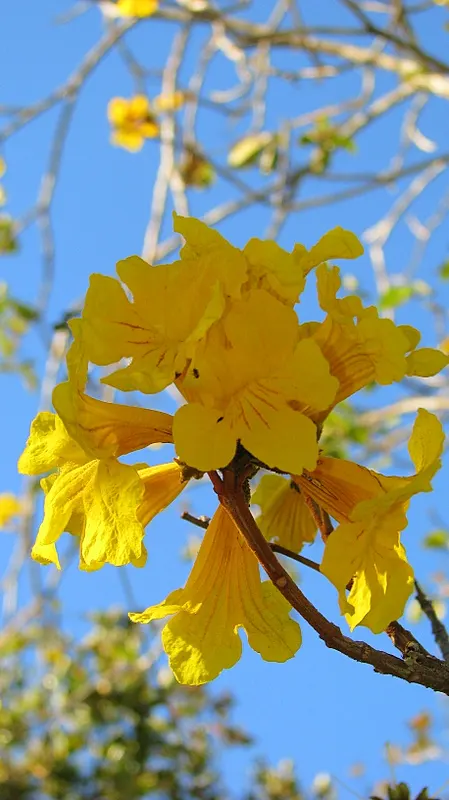 Golden Trumpet Tree (Tabebuia Chrysotricha) — clusters densely on the branches; tree with yellow blooms, image 60