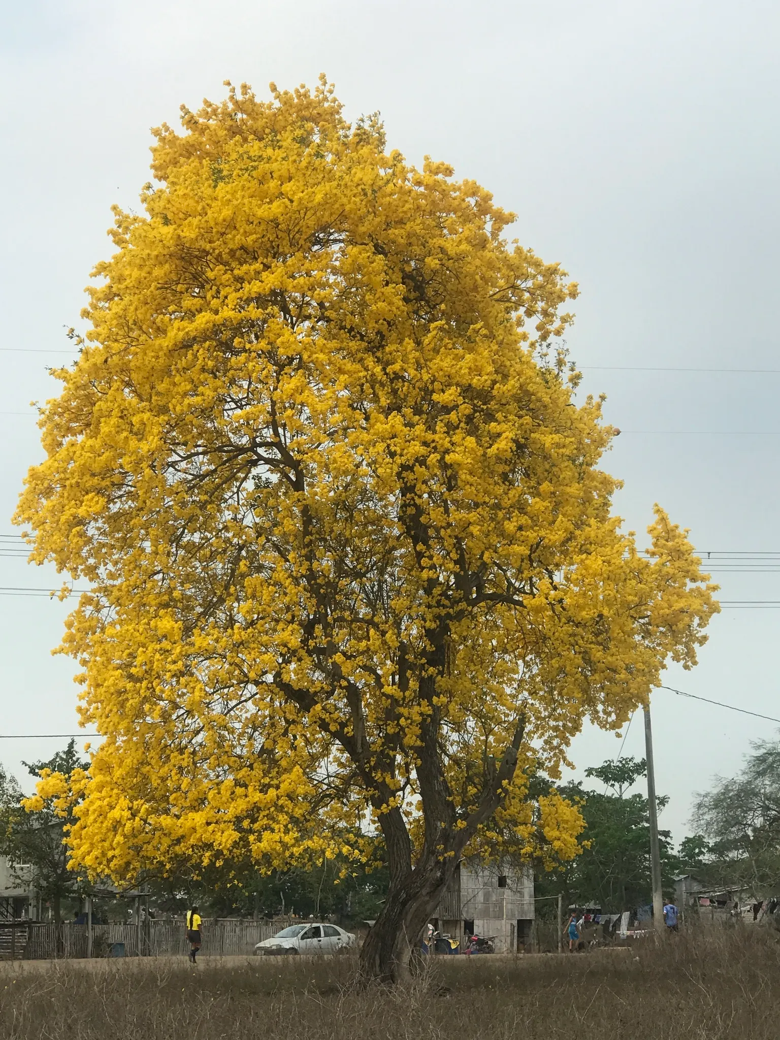 Golden Trumpet Tree (Tabebuia Chrysotricha) — reaching a mature height of 20 to 25 feet with a canopy spread of around 15 to 25 feet, image 77