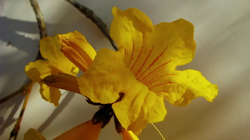 Golden Trumpet Tree (Tabebuia Chrysotricha) — The well-drained soil of varying types