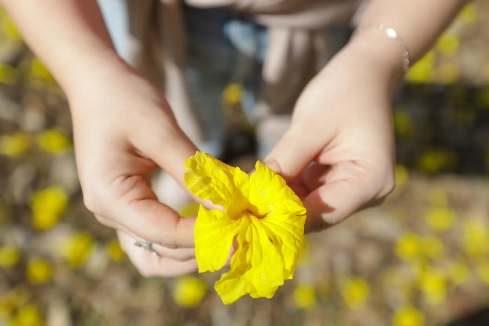 Golden Trumpet Tree (Tabebuia Chrysotricha) — it features a moderate canopy spread of 15-20 feet; renowned for its vibrant yellow blooms in early, image 70