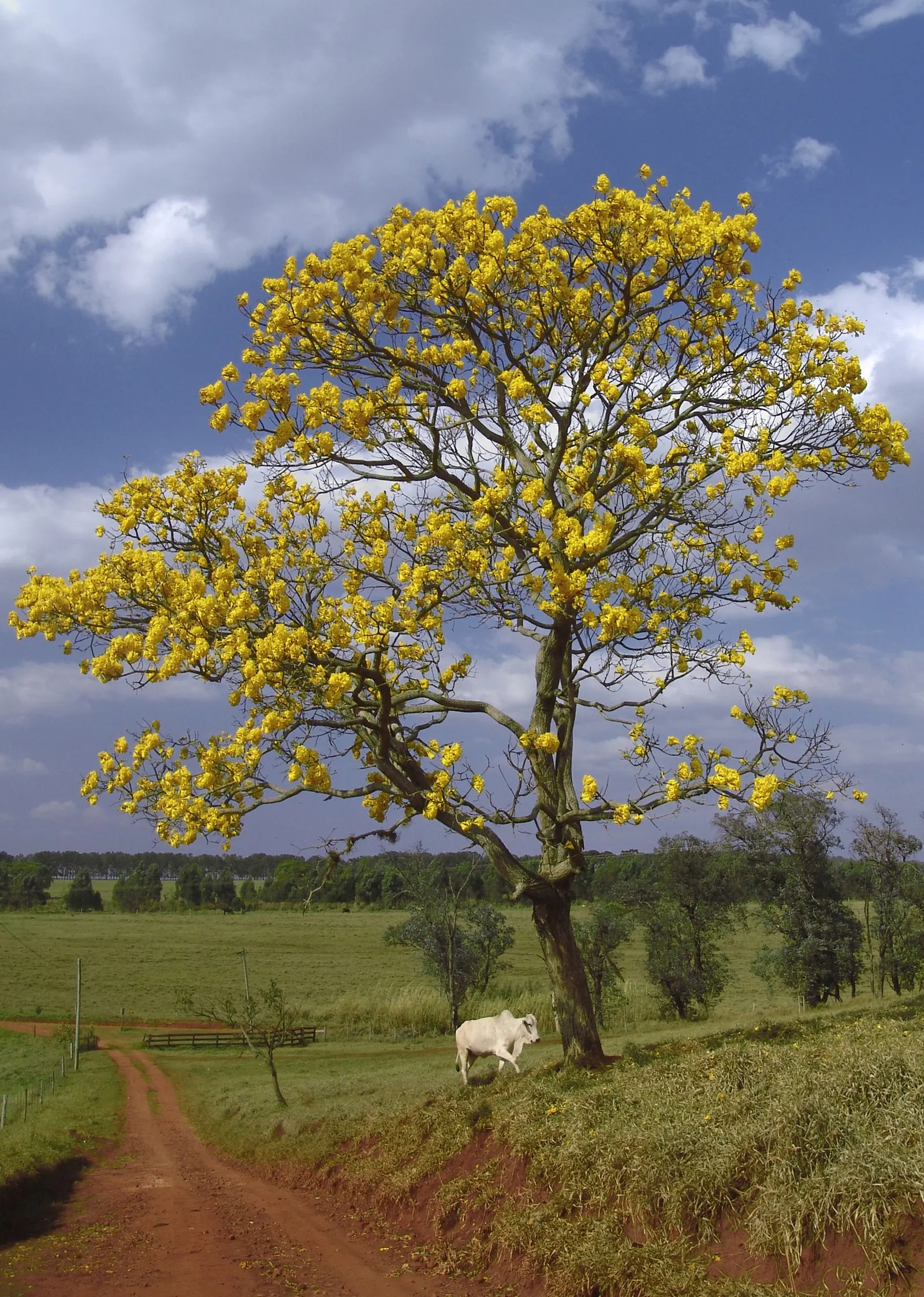 Golden Trumpet Tree (Tabebuia Chrysotricha) — Offers minimal shade due to its open branching, adding year-round interest with its furrowed bark, image 51