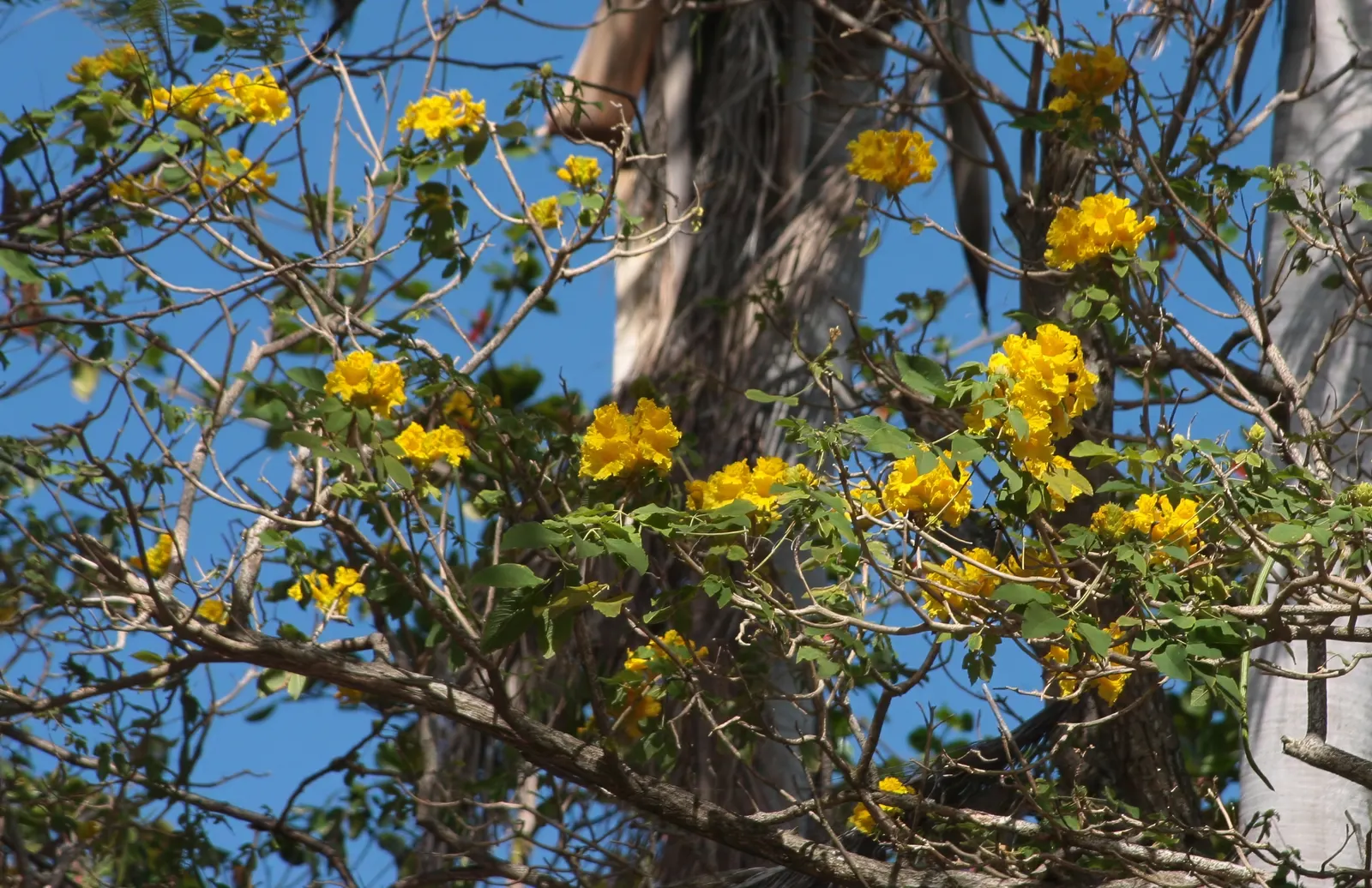 Golden Trumpet Tree (Tabebuia Chrysotricha) — scientifically known as Tabebuia chrysotricha; deciduous tree coveted for its vibrant floral display, image 52