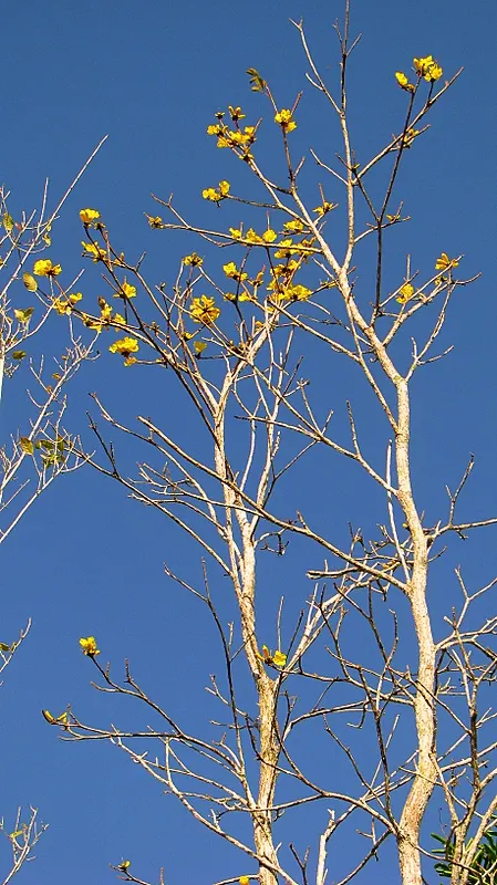Golden Trumpet Tree (Tabebuia Chrysotricha) — yellow flowers in the garden; making it an ideal focal piece for sunny regions, image 64