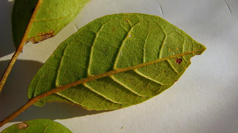 Golden Trumpet Tree (Tabebuia Chrysotricha) — Pruning may be required to shape the tree and remove any dead or crossing branches; provided it's, image 62