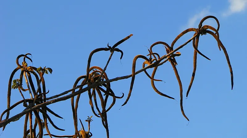 Golden Trumpet Tree (Tabebuia Chrysotricha) — The well-drained soil of varying types; measuring about 2 to 3 inches, image 56
