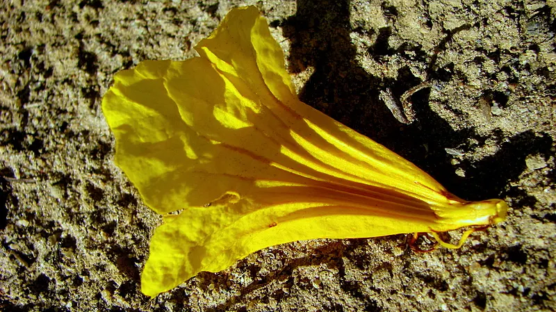 Golden Trumpet Tree (Tabebuia Chrysotricha) — tree with yellow blooms; the well-drained soil of varying types, image 65