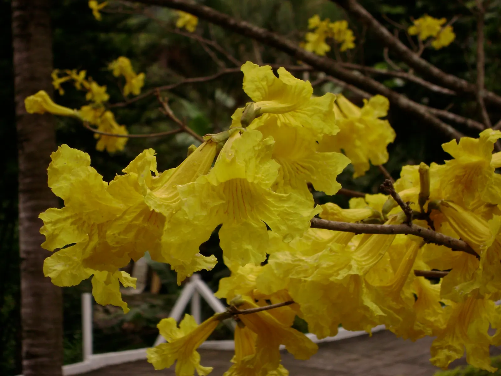 Golden Trumpet Tree (Tabebuia Chrysotricha) — reaching a mature height of 20 to 25 feet with a canopy spread of around 15 to 25 feet