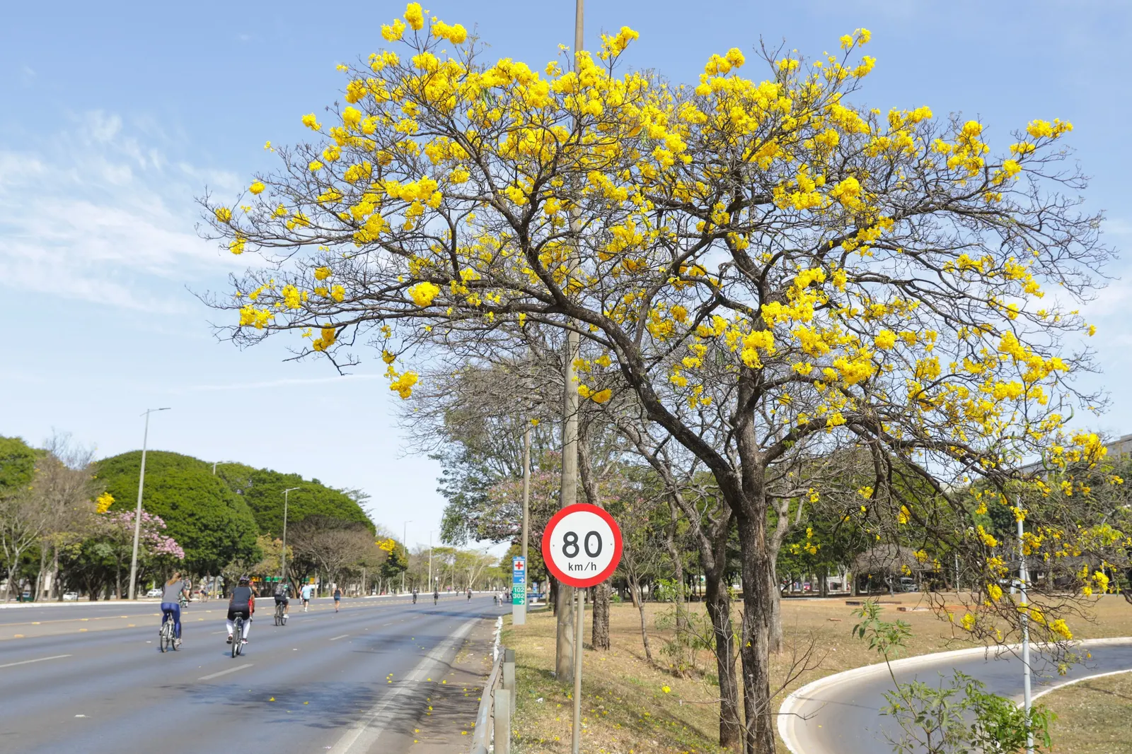 Golden Trumpet Tree (Tabebuia Chrysotricha) — slow-release fertilizer annually in spring to promote healthy growth