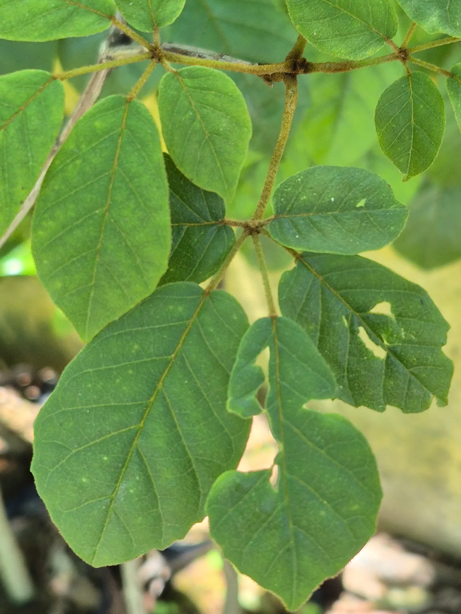 Golden Trumpet Tree (Tabebuia Chrysotricha) — The well-drained soil of varying types; measuring about 2 to 3 inches, image 78