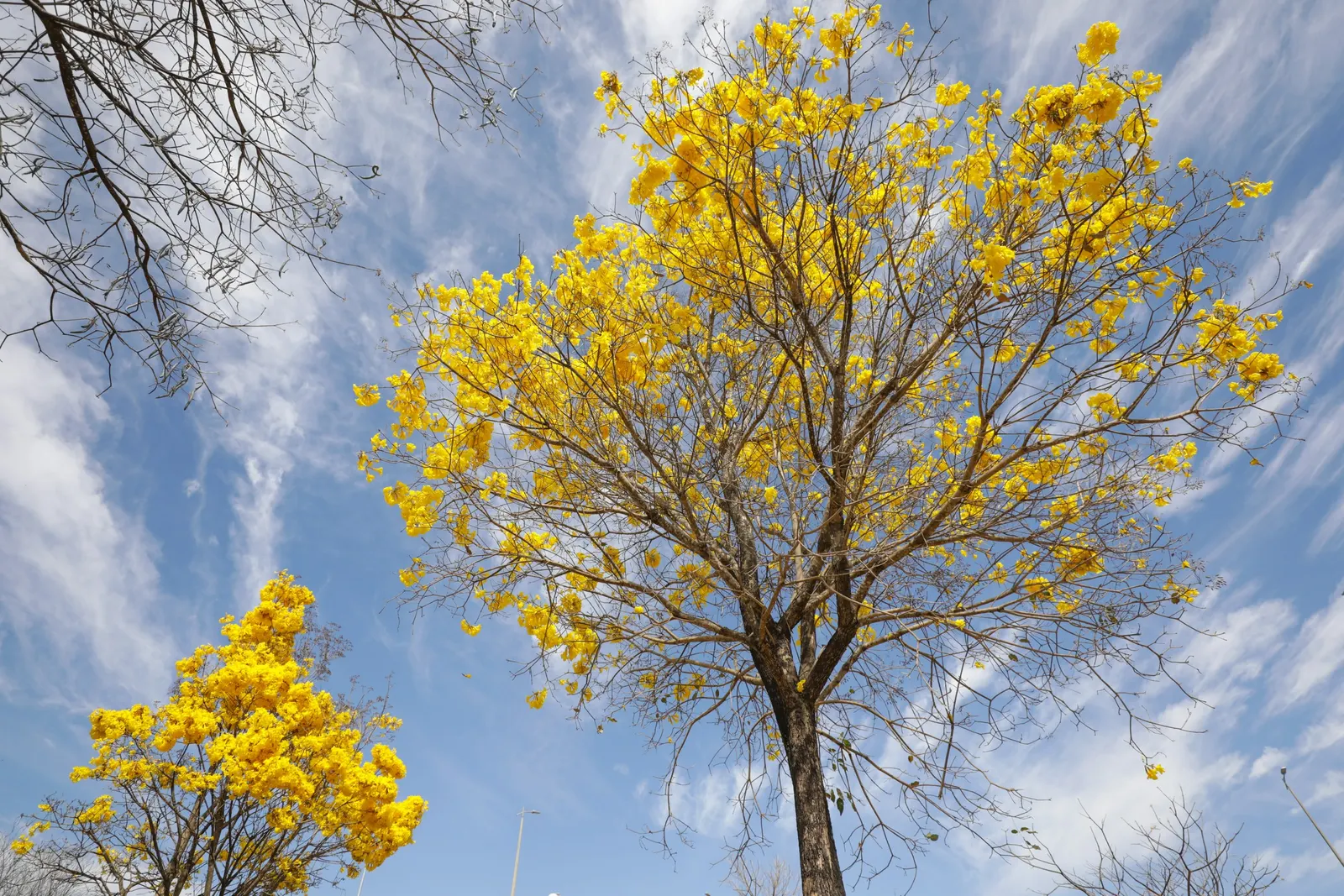 Golden Trumpet Tree (Tabebuia Chrysotricha) — Renowned for its vibrant yellow blooms in early spring; pruning may be required to shape the tree and, image 47