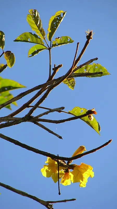 Golden Trumpet Tree (Tabebuia Chrysotricha) — ideally performed after the flowering season