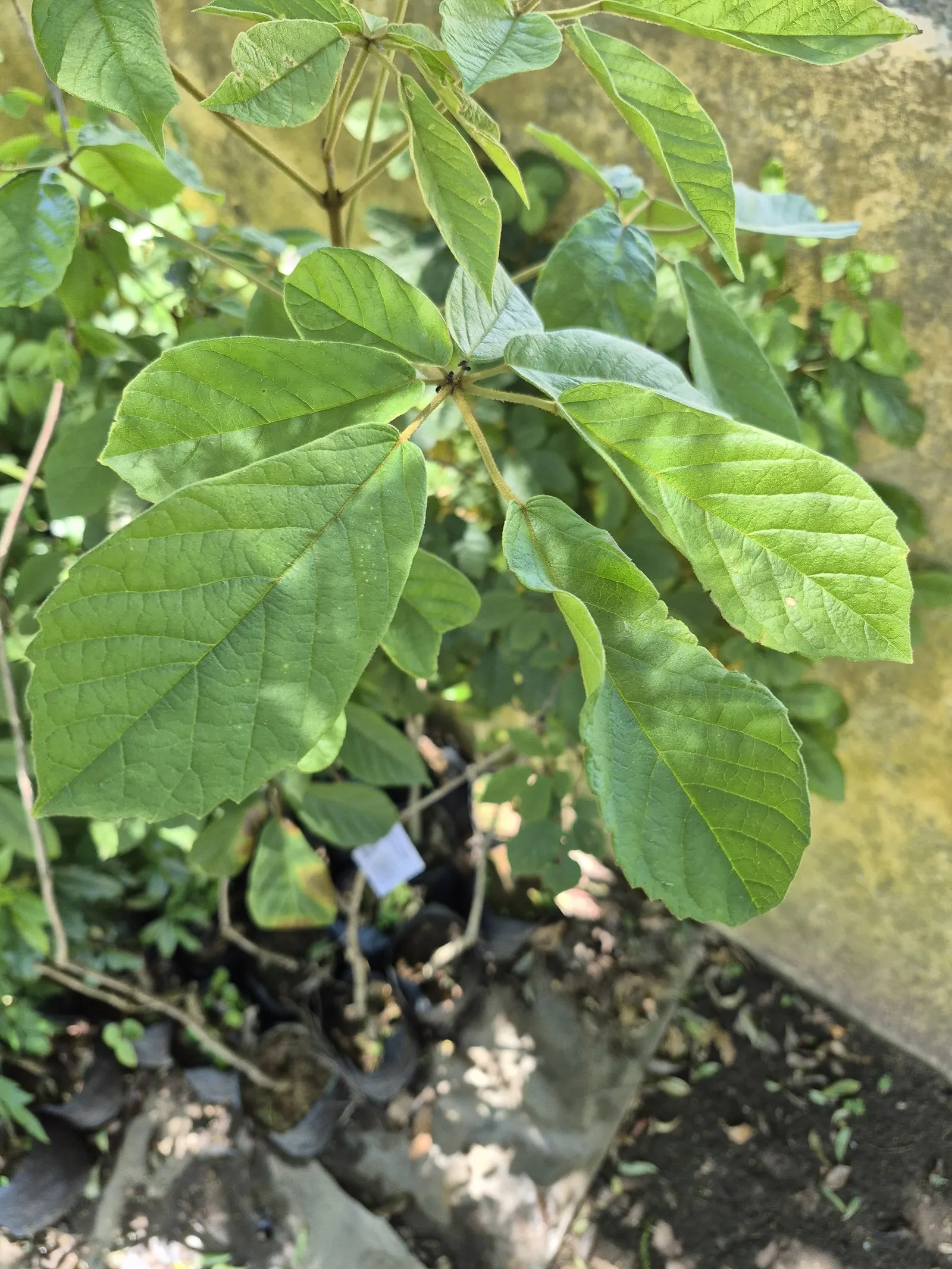 Golden Trumpet Tree (Tabebuia Chrysotricha) — provided it's moderately fertile; tree for full or half, image 79