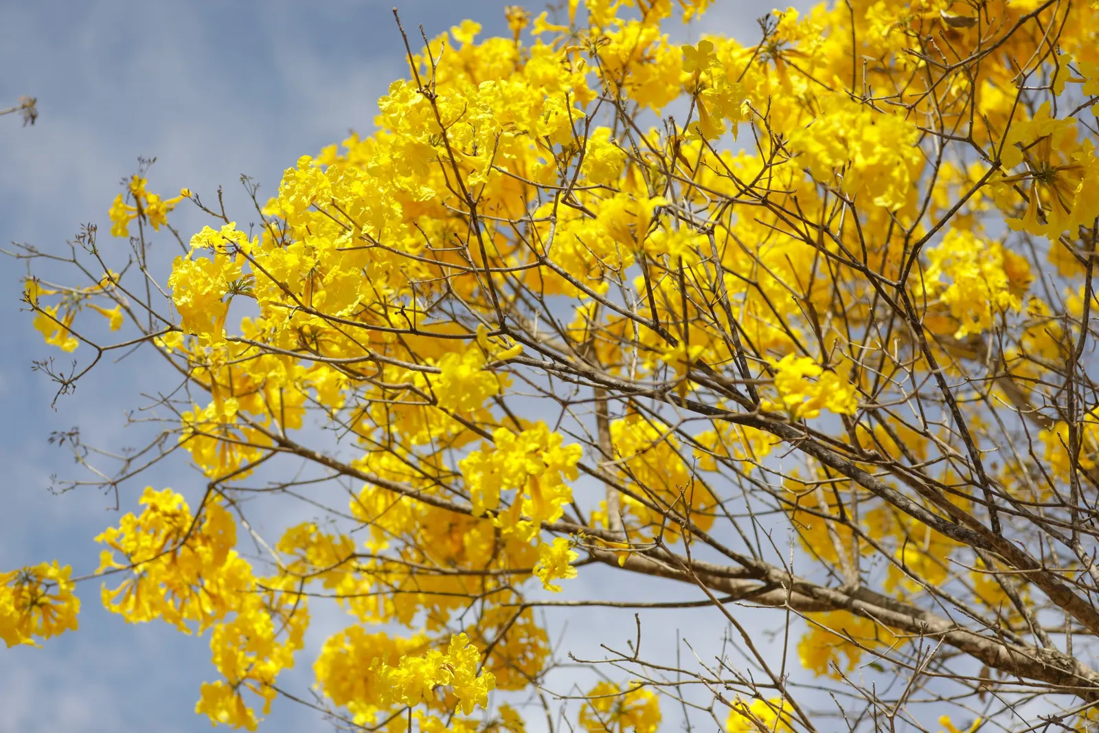 Golden Trumpet Tree (Tabebuia Chrysotricha) — Offers minimal shade due to its open branching, adding year-round interest with its furrowed bark