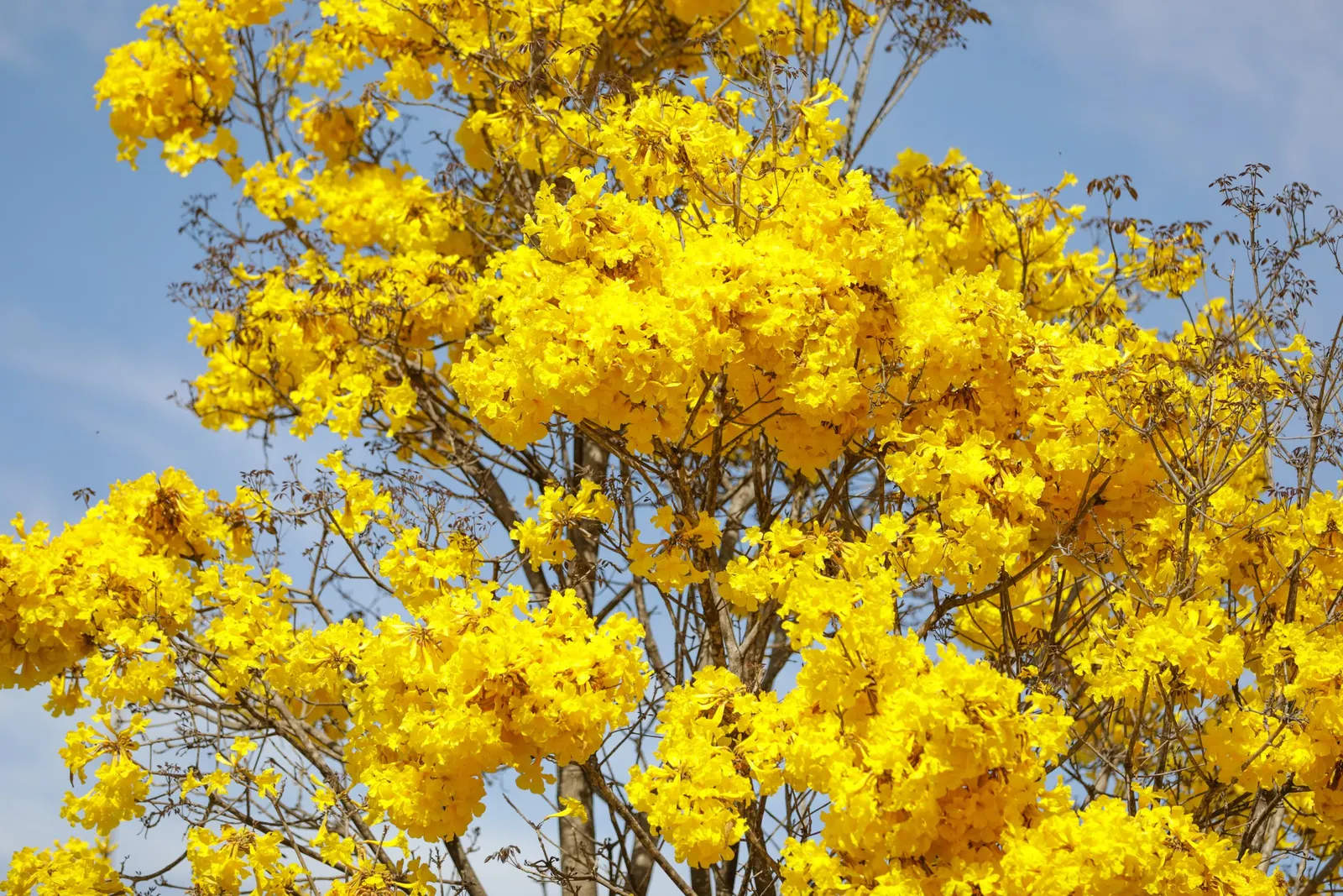 Golden Trumpet Tree (Tabebuia Chrysotricha) — making it an ideal focal piece for sunny regions; this ornamental gem flourishes in USDA hardiness, image 71