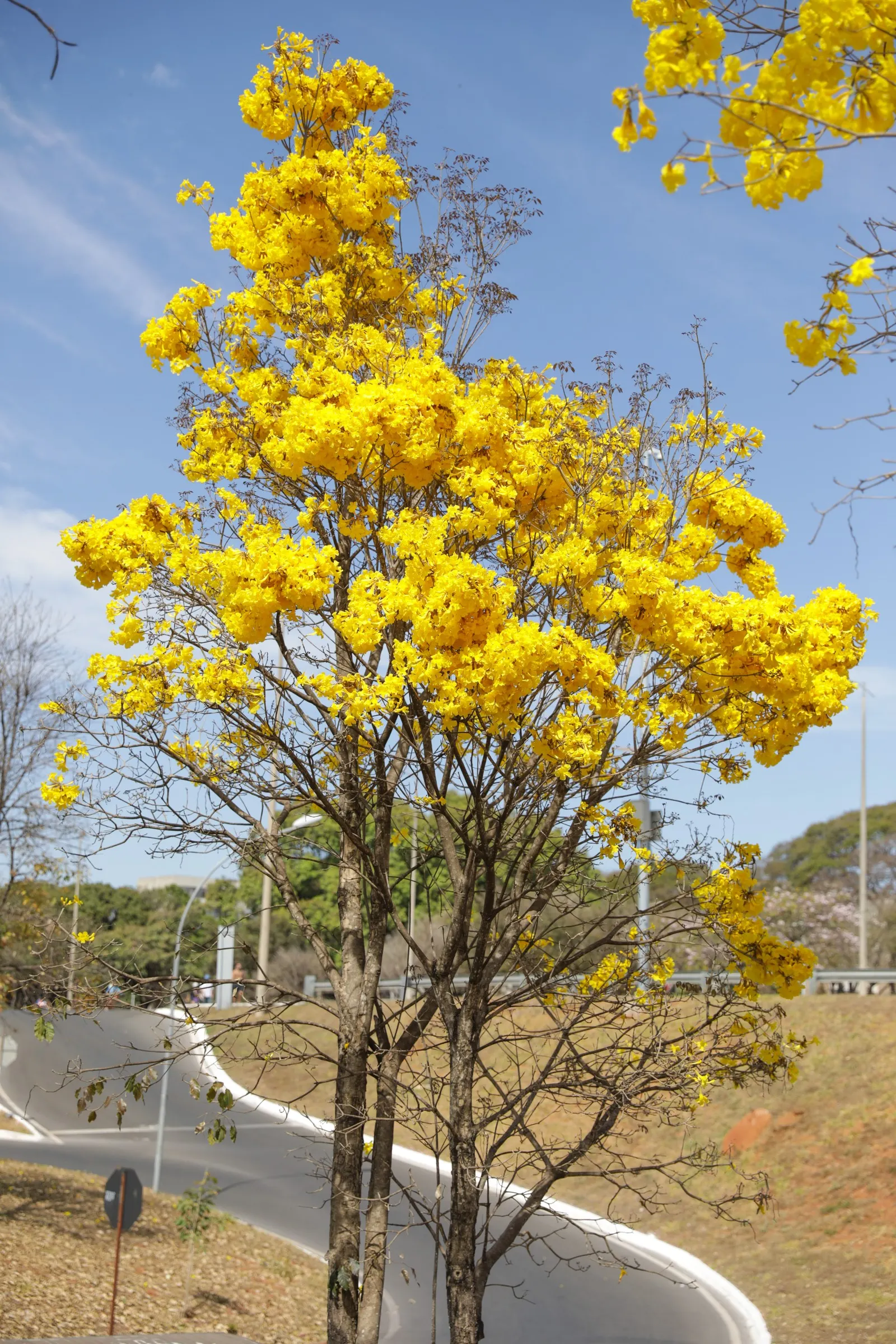 Golden Trumpet Tree (Tabebuia Chrysotricha) — Pruning may be required to shape the tree and remove any dead or crossing branches