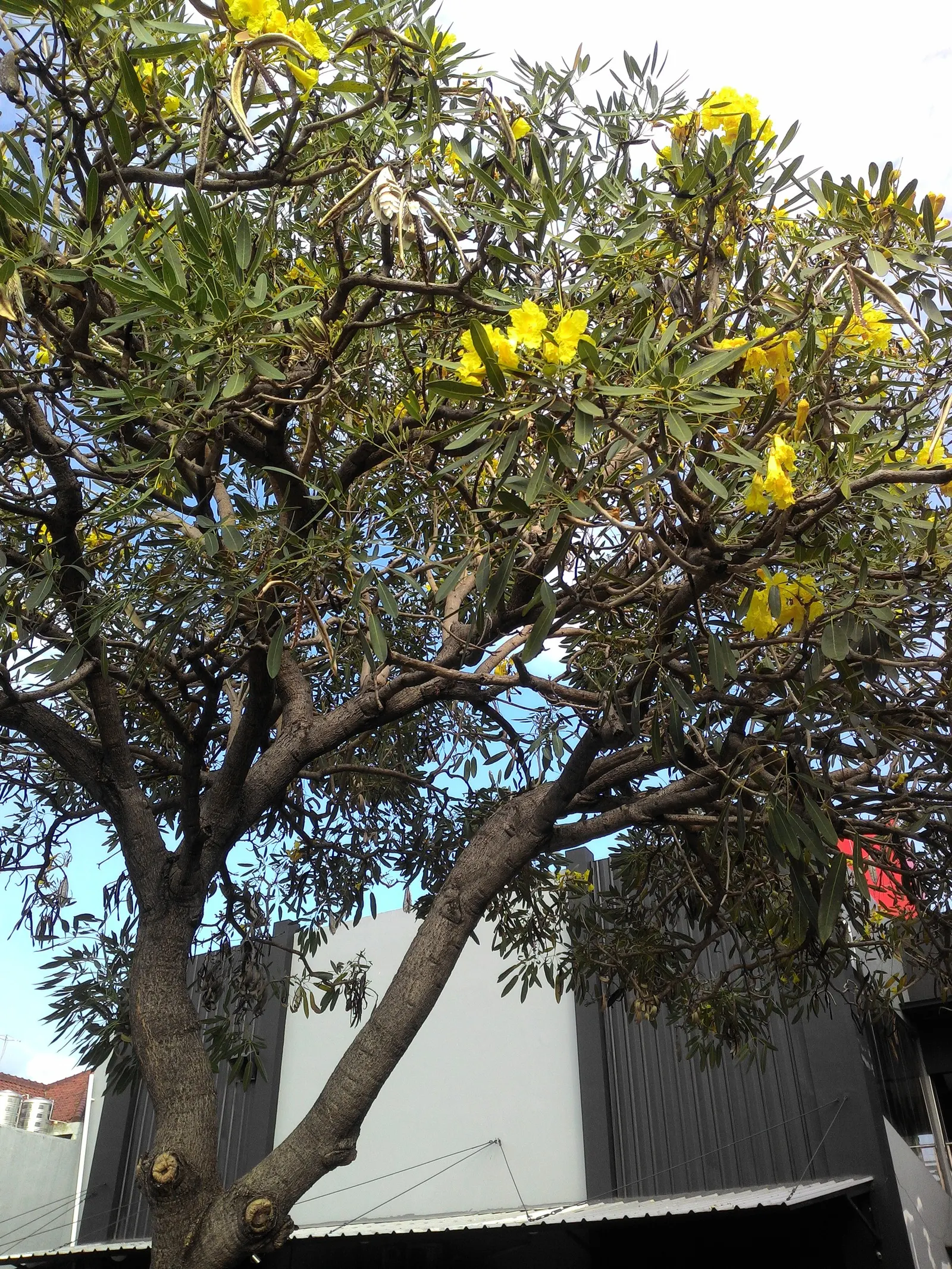 Golden Trumpet Tree (Tabebuia Chrysotricha) — deciduous tree coveted for its vibrant floral display; clusters densely on the branches, image 53