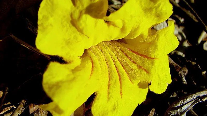 Golden Trumpet Tree (Tabebuia Chrysotricha) — slow-release fertilizer annually in spring to promote healthy growth; prefers well-drained soil and is, image 61