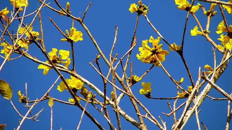 Golden Trumpet Tree (Tabebuia Chrysotricha) — The tree's distinctive furrowed bark and palmately-compound; offers minimal shade due to its open, image 58