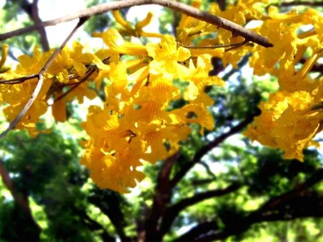 Golden Trumpet Tree (Tabebuia Chrysotricha) — Offers minimal shade due to its open branching, adding year-round interest with its furrowed bark; fast-growing