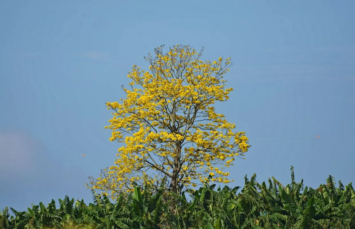 Golden Trumpet Tree (Tabebuia Chrysotricha) — Prefers well-drained soil and is drought-tolerant once established; slow-release fertilizer annually, image 50